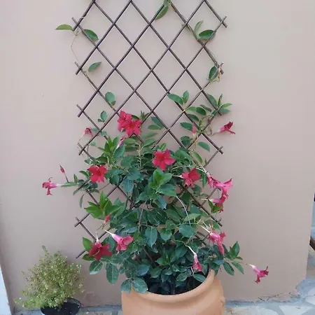 Spiti Lou Apartman Nótos