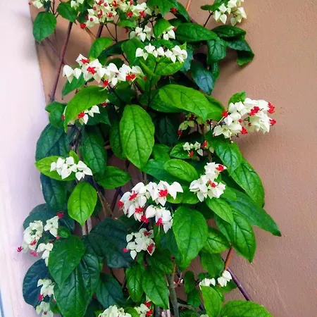 Apartament Spiti Lou *